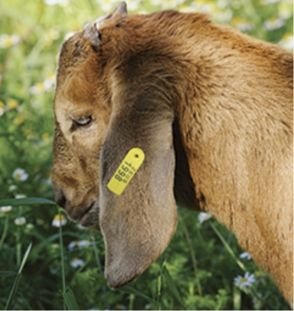 How to tag your Goat
